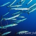 barracuda_blackfin_jr_h_0705_png0302.jpg